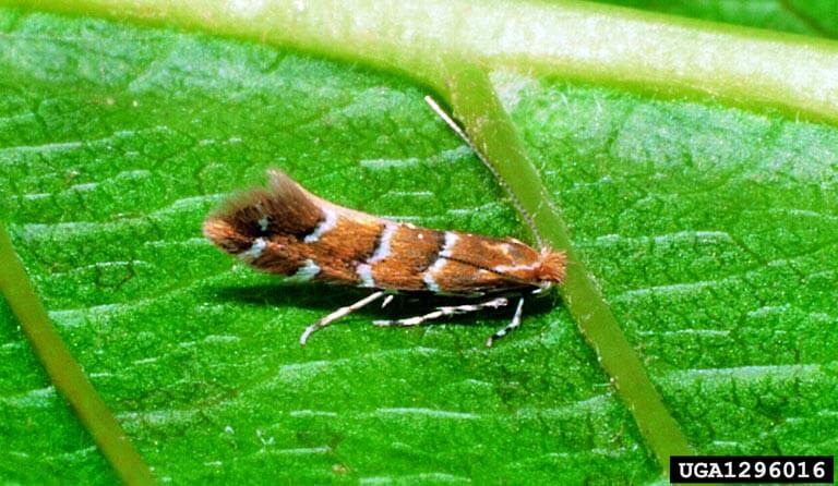 Chestnut leaf miner moth | idMicrobe