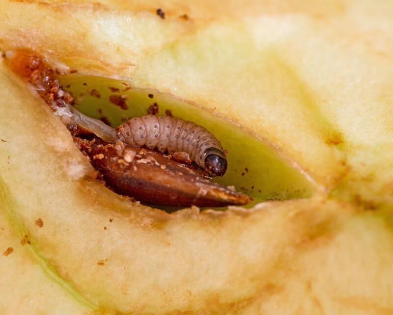 Mariposa oriental do pêssego | idMicrobe