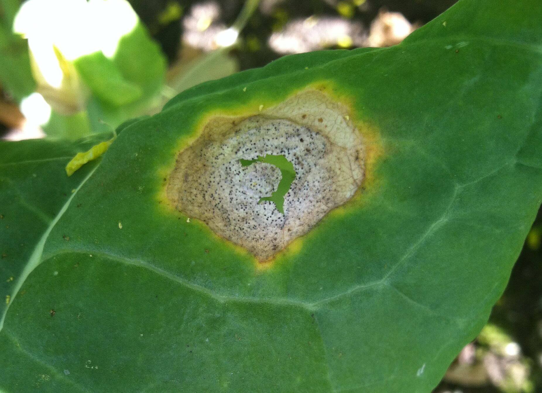 Black leaf spot on fig trees | idMicrobe