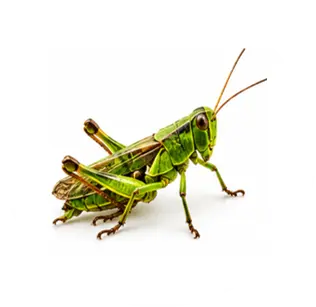 Saltamontes