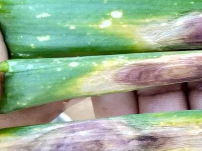 Alternariosis: Síntomas y daños en Cebolla