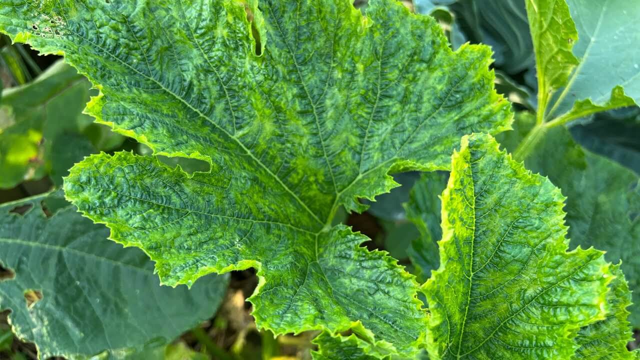 Virus del mosaico amarillo del calabacín en calabaza | idMicrobe