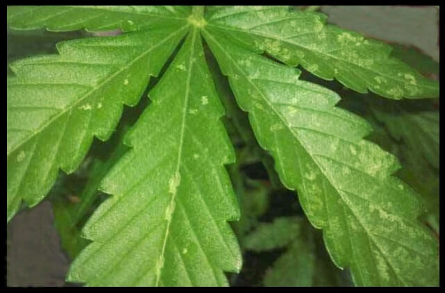 Whitefly: What it is, how it originates, and how to eliminate it effectively