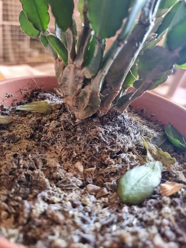 Podredumbre del cuello en Cactus: Cómo se reconoce y se trata eficazmente