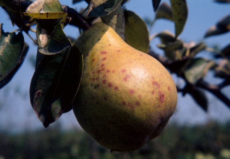 Cochonilha de São José em pomóideas: como reconhecê-la e tratá-la com eficácia