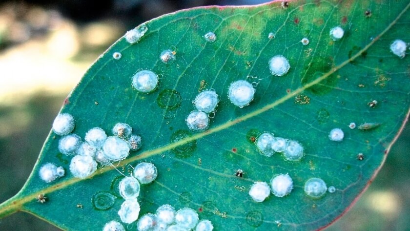 Cómo reconocer y combatir psilas en plantas decorativas de jardín y/o interior