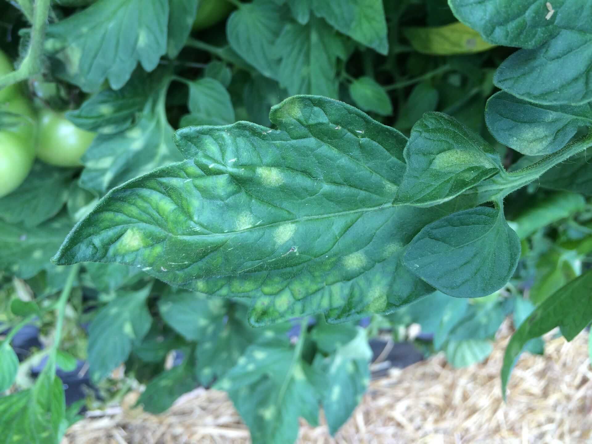 Cladosporiose: Sintomas e danos em tomates