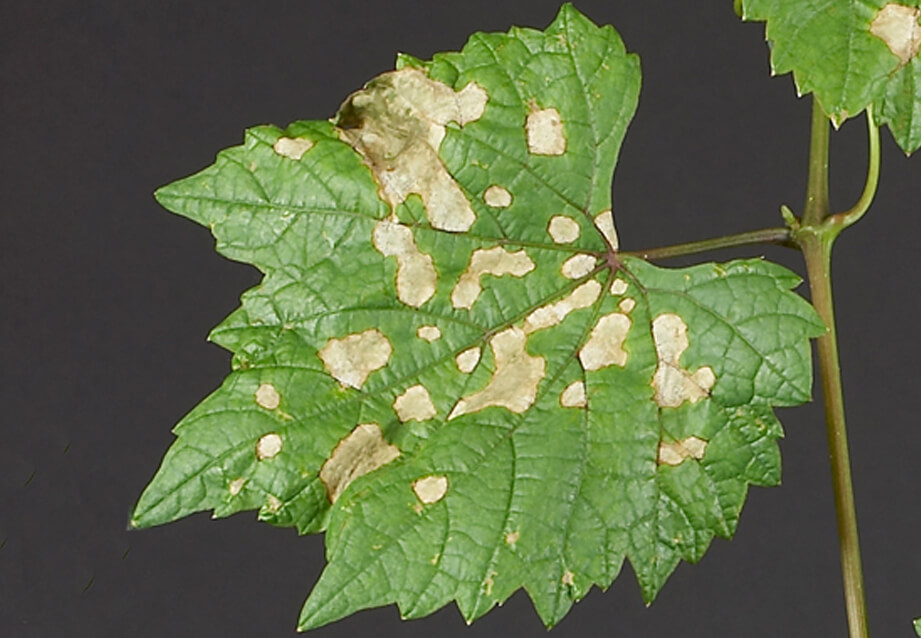 Cómo reconocer y combatir podredumbre negra o black rot en vid