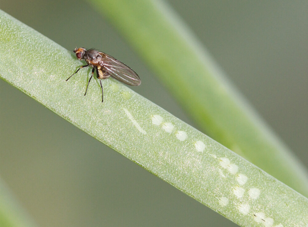 Onion leaf miner in onions: How to recognize and treat it effectively