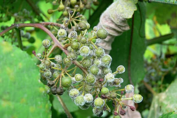 Downy Mildew on Vines: How to Recognize and Treat It Effectively