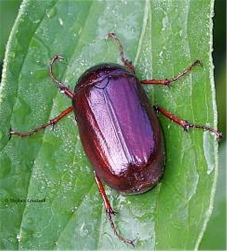 Damage caused by the Black Grouse in Berries