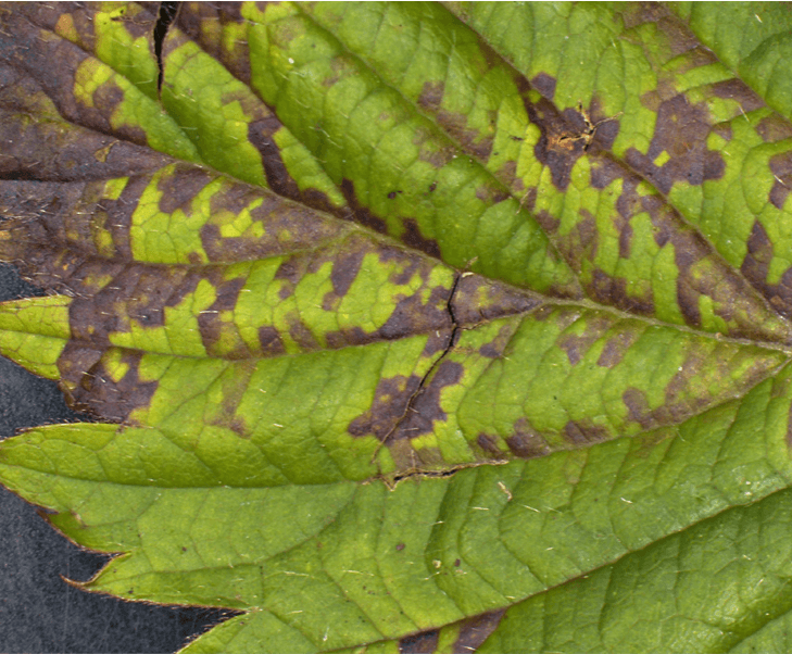 Danos causados pelo míldio nas amoras