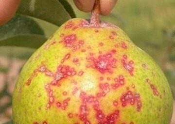 San Jose scale on pear trees | idMicrobe
