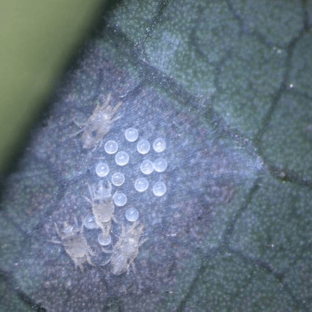 Ácaro cristalino em abacate | idMicrobe