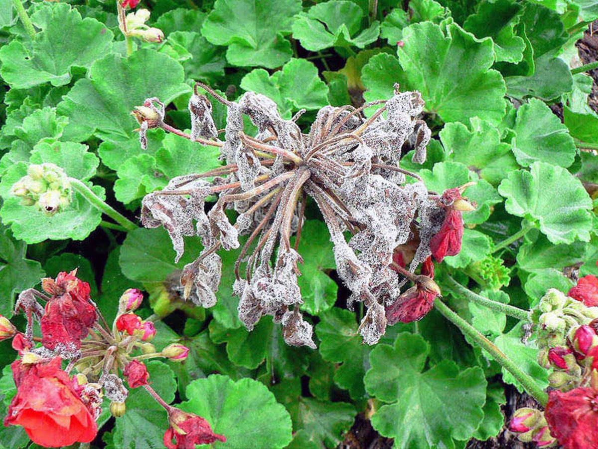 Gray mold: Symptoms and damage in geraniums