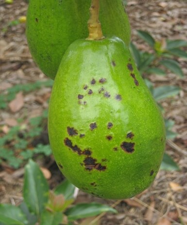 Mancha preta: sintomas e danos no abacate