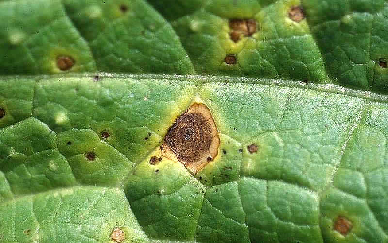 Blight: Symptoms and damage in radish
