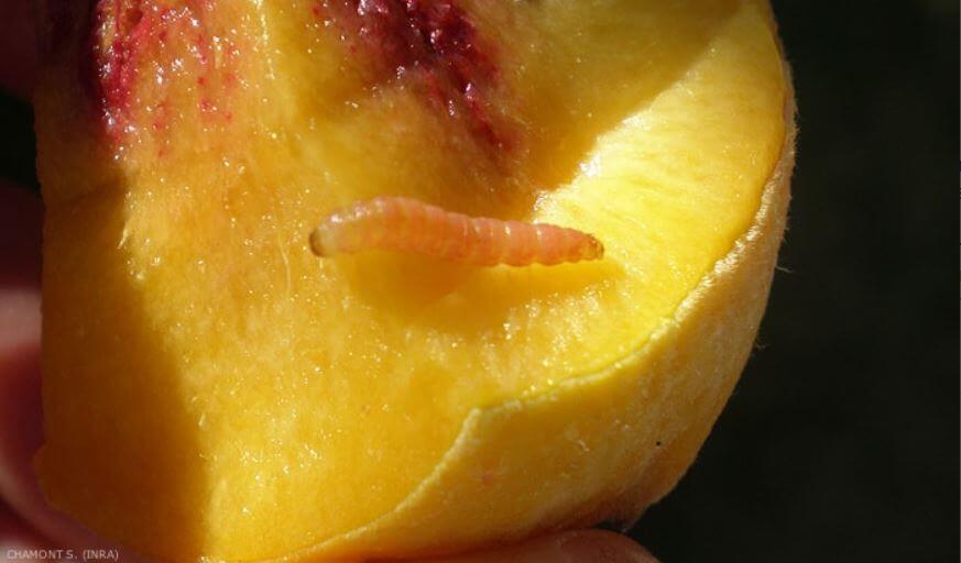 Como reconhecer e combater falsas traças da maçã em pêssegos, nectarinas ou niacina