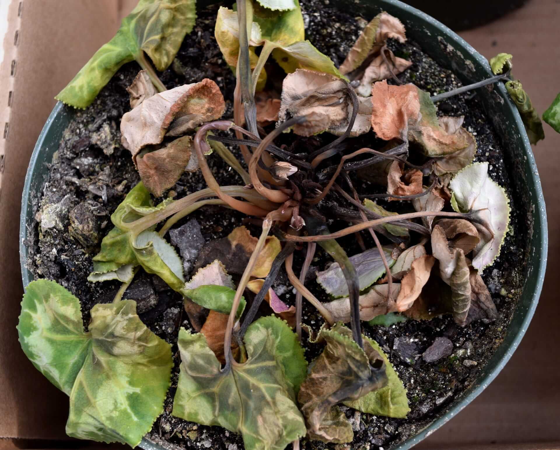 Como reconhecer e combater a podridão das raízes e do caule em plantas ornamentais