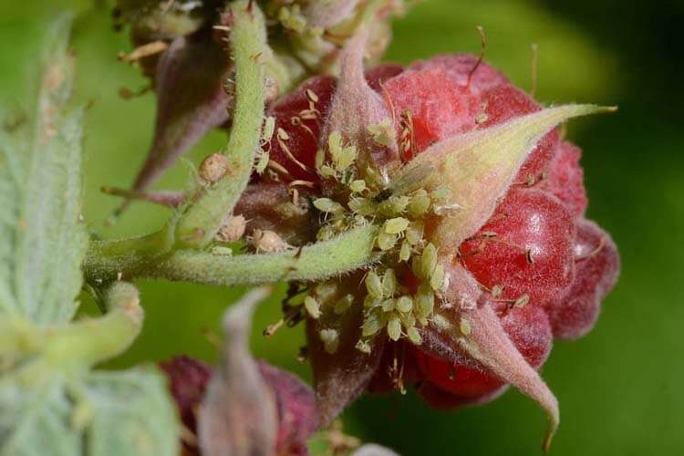 Pulgón grande de la frambuesa | idMicrobe
