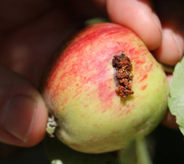 Polillas: Síntomas, daños y soluciones en frutos