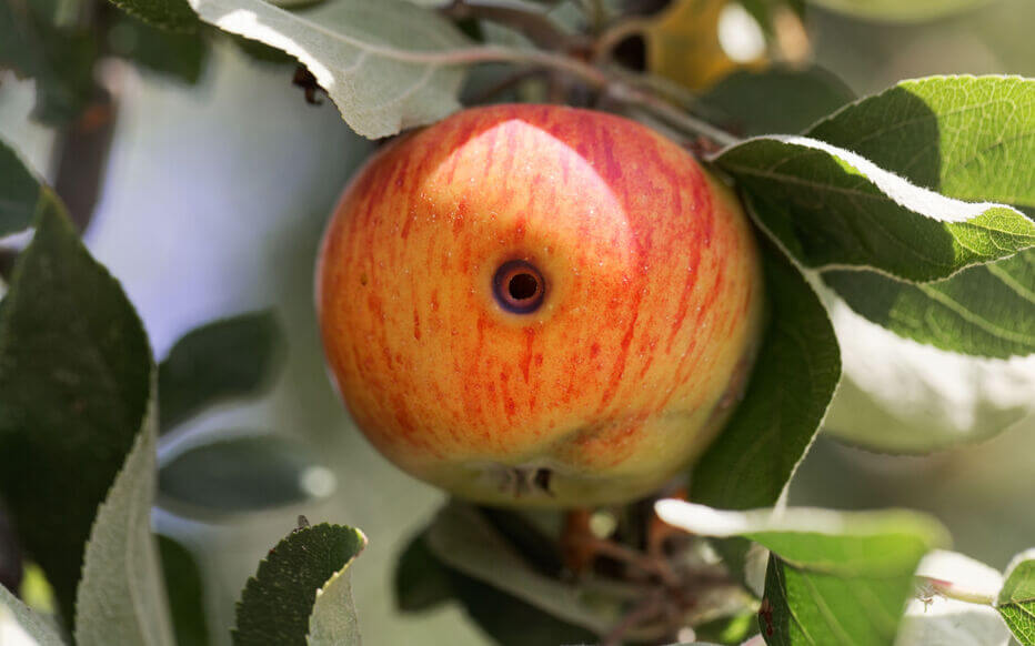 Codling Moth in Apple Tree | idMicrobe