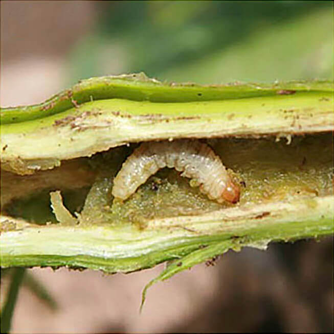 Stem or collar borer: Symptoms and damage in blackberries