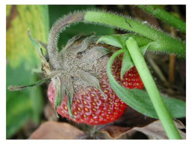 Damage caused by gray rot in strawberries