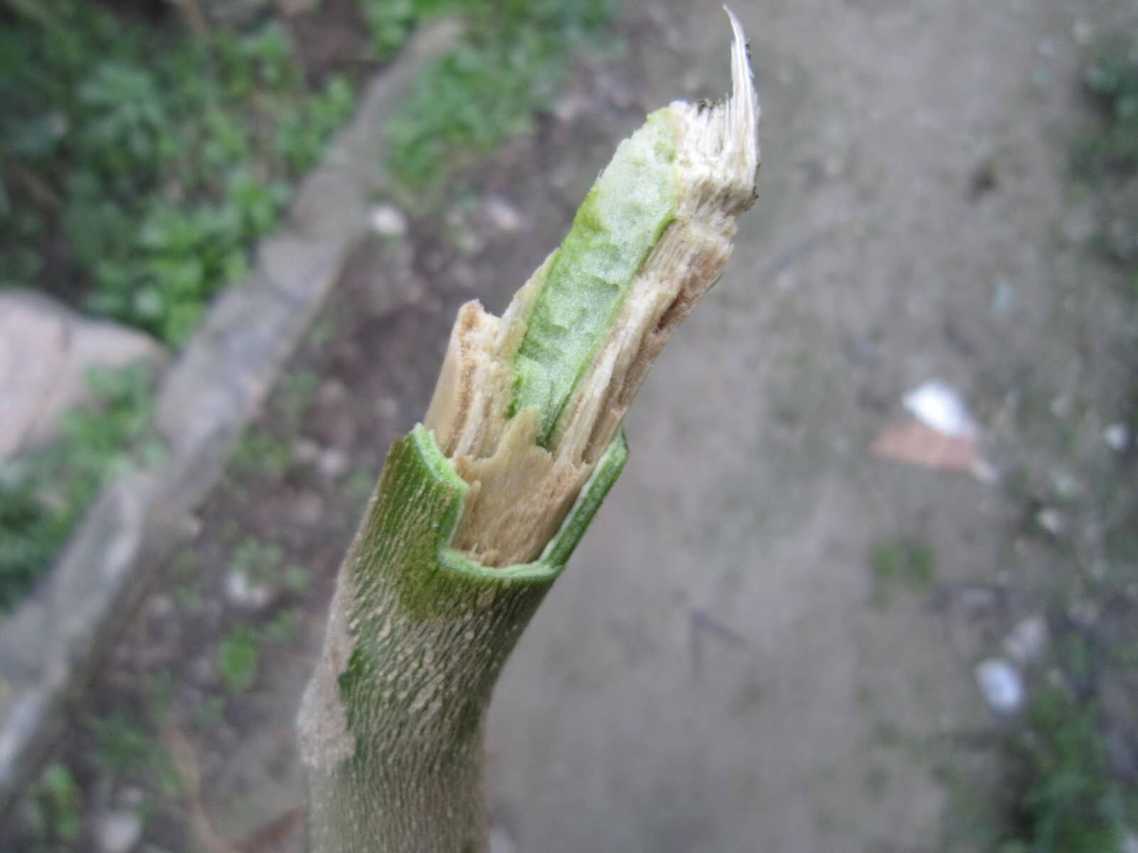 Verticillium wilt: Symptoms and damage in peppers