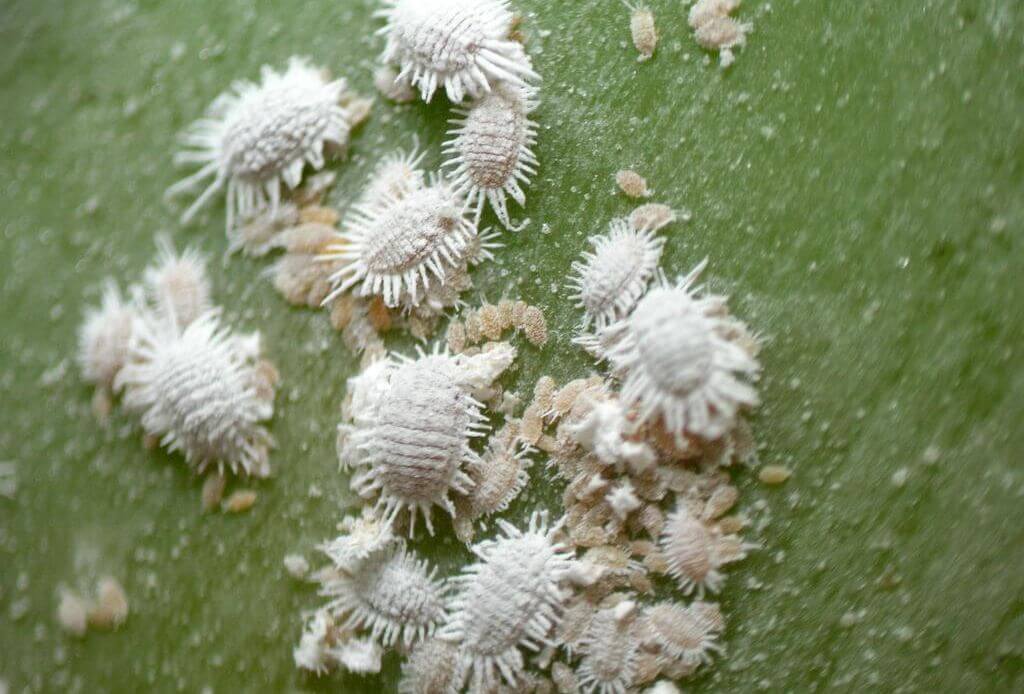 Symptoms, treatments, and recommendations for treating the banana scale insect