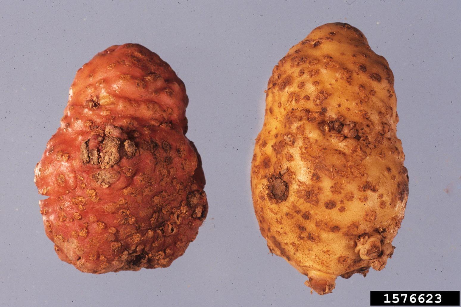 Nematodo de las agallas: Síntomas y daños en Patata
