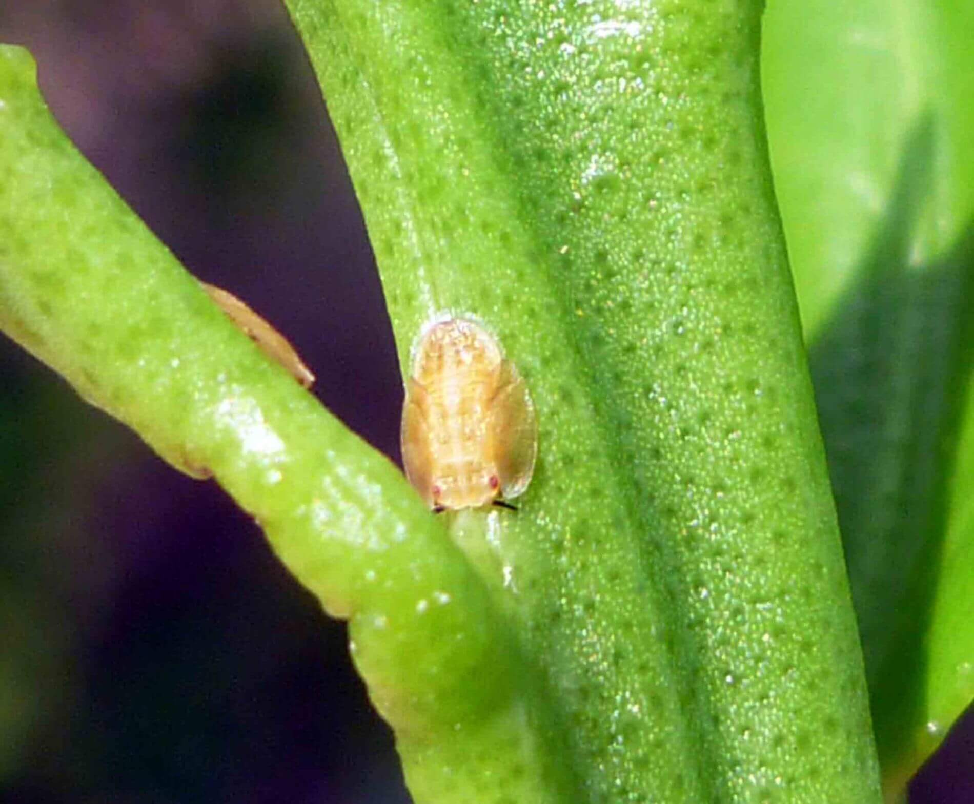 Psílido Asiático de los Cítricos en Cítricos: Cómo se reconoce y se trata eficazmente