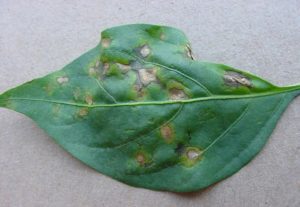 Daños causados por Antracnosis en Pimiento