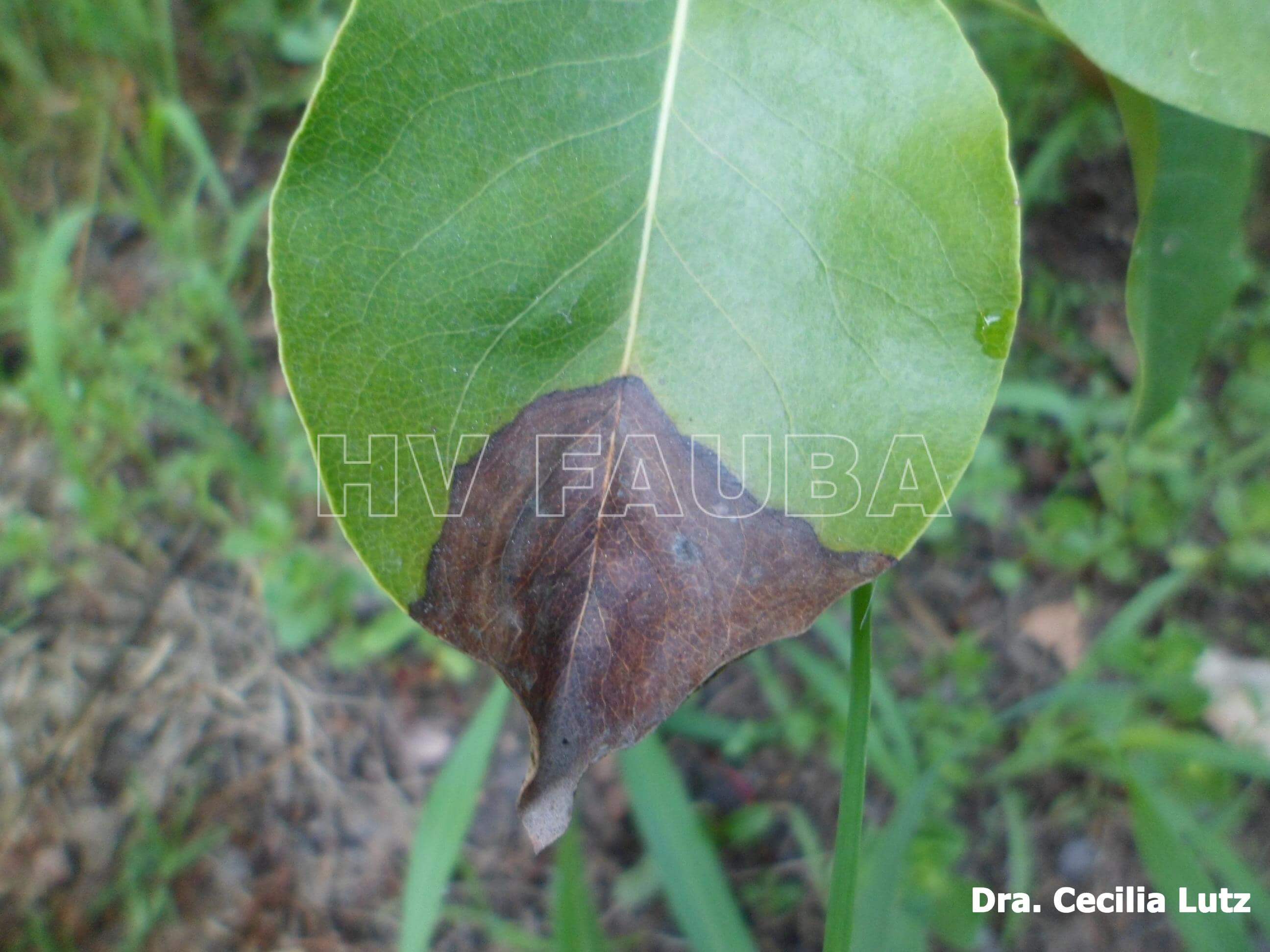 Comment reconnaître et combattre la pourriture des fruits chez les arbres fruitiers à pépins