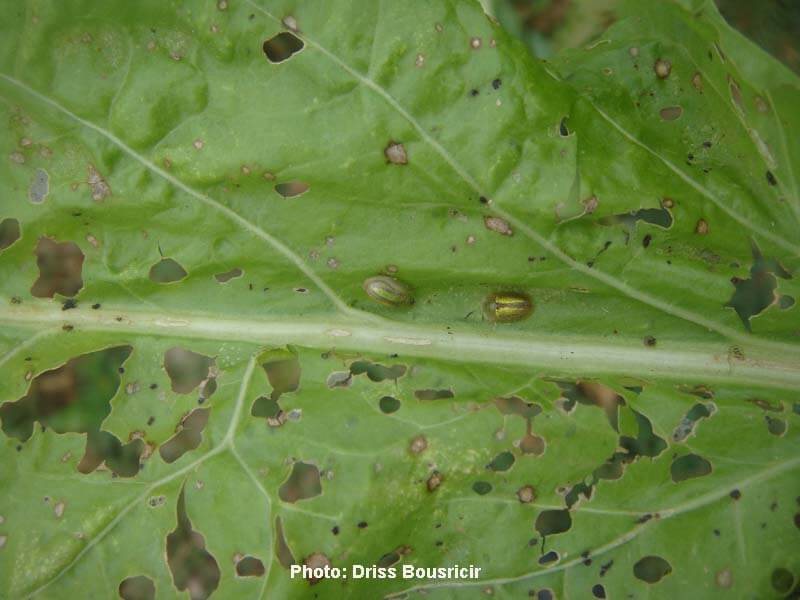 Damage caused by Cassid in sugar beet