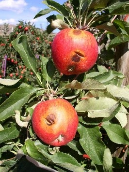 Exceso de sol en plantas: síntomas y daños visibles en frutos