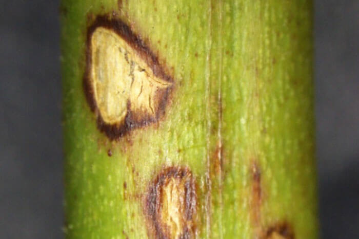 Antracnosis: qué es, cómo se origina y cómo eliminar de forma efectiva en mora