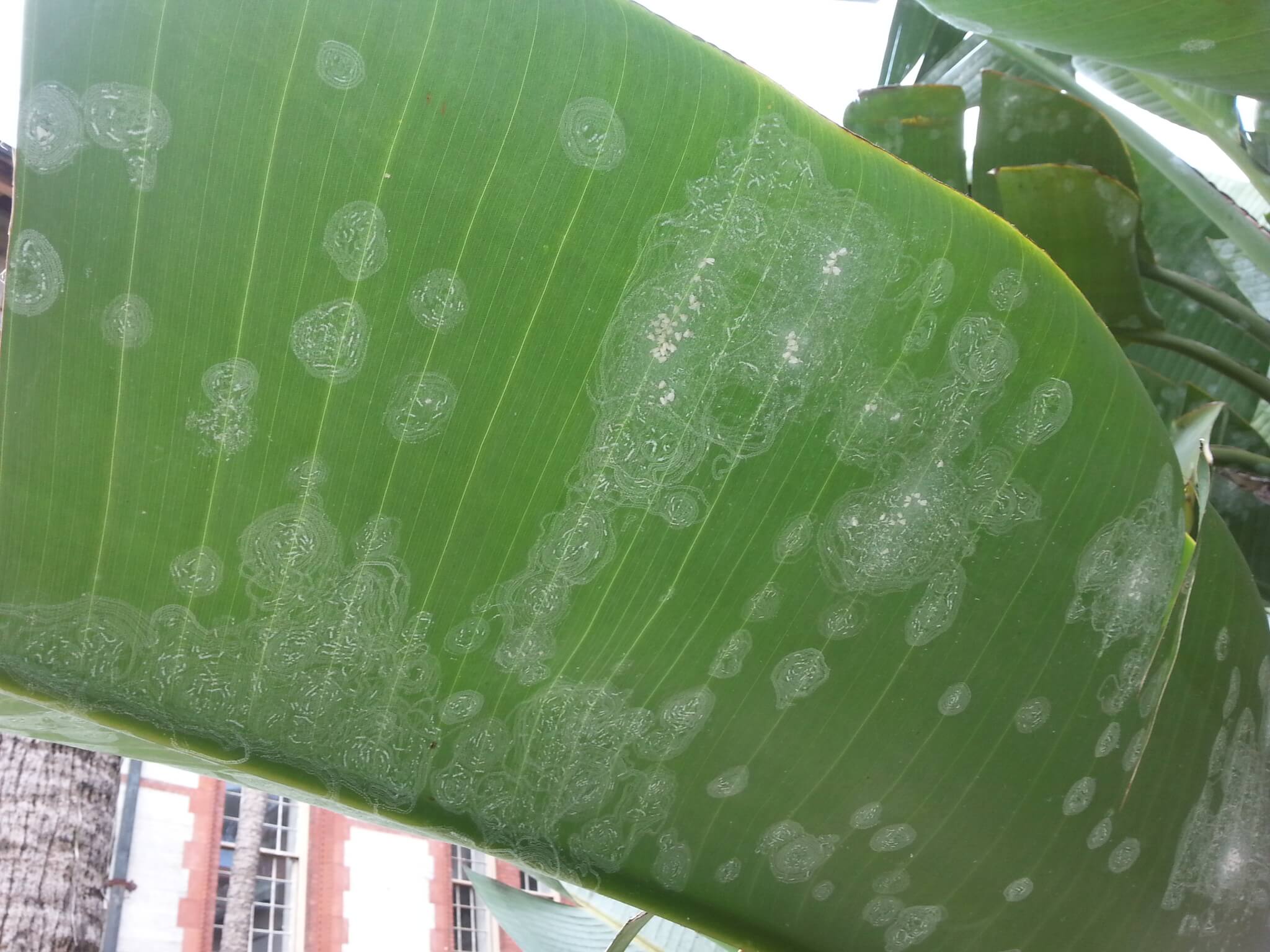 Mosca blanca algodonosa en Platanera: Cómo se reconoce y se trata eficazmente