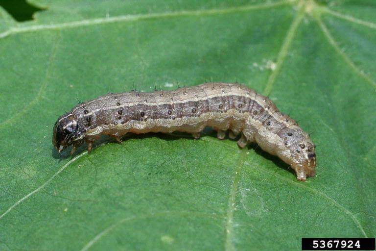 How to recognize and combat fall armyworm in spinach and similar pests