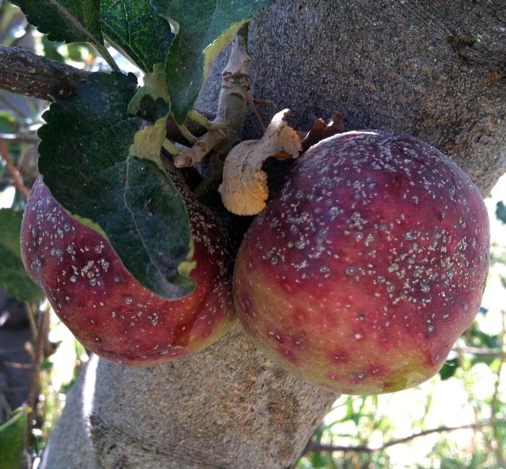 Fruto afectado por piojos o escamas con pequeñas estructuras adheridas a la superficie