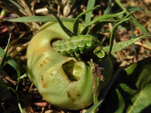 Héliothis dans les tomates : comment le reconnaître et le traiter efficacement