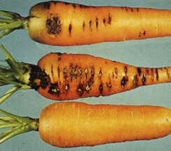 El picado de la zanahoria: Síntomas y daños en Zanahoria