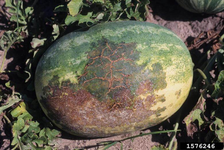 Mancha bacteriana dos frutos ou murcha bacteriana: sintomas e danos na casca comestível de cucurbitáceas