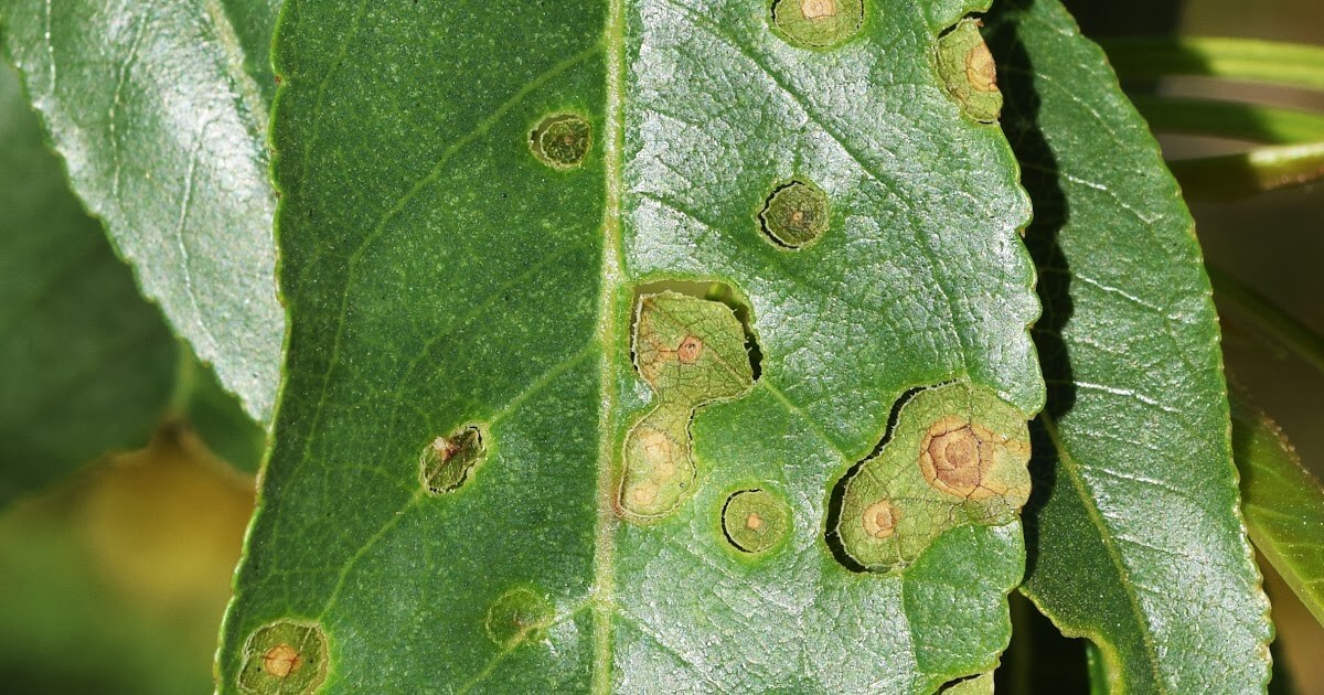 Sintomas, tratamentos e recomendações para o tratamento de rastreio ou tiro de espingarda