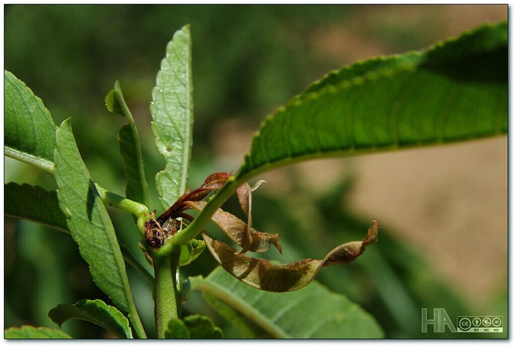 Minador de brotes y frutos: qué es, cómo se origina y cómo eliminar de forma efectiva en melocotón, durazno o nectarina