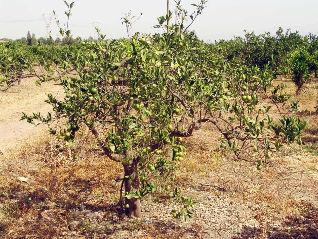 Virus de la tristeza de los cítricos en limonero | idMicrobe