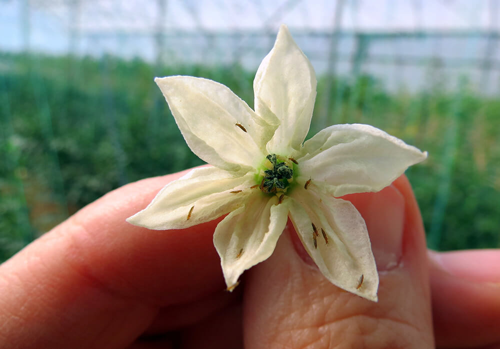 Thrips in peppers | idMicrobe