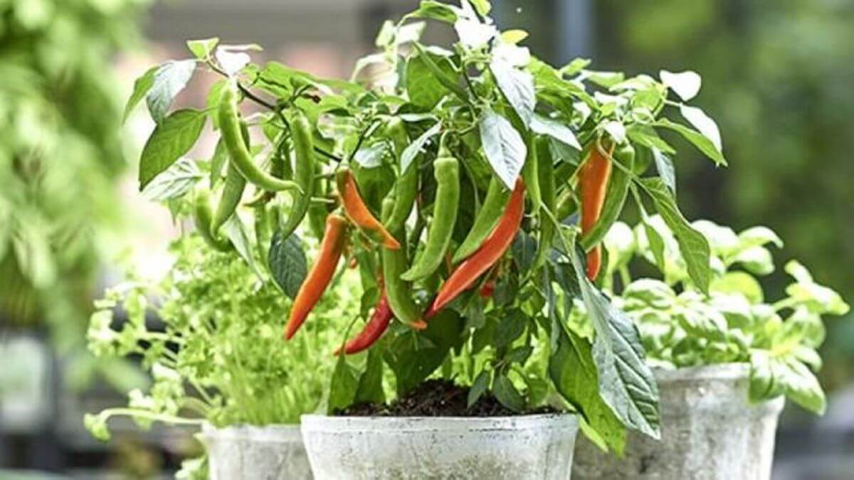 INFUSIÓN DE AJENJO, CHILE O GUINDILLA