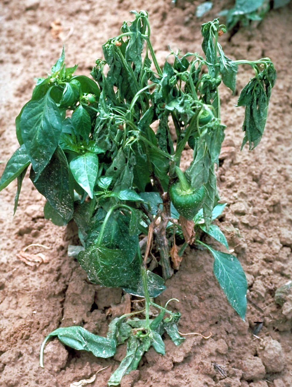 Tristeza o seca del pimiento: qué es, cómo se origina y cómo eliminar de forma efectiva