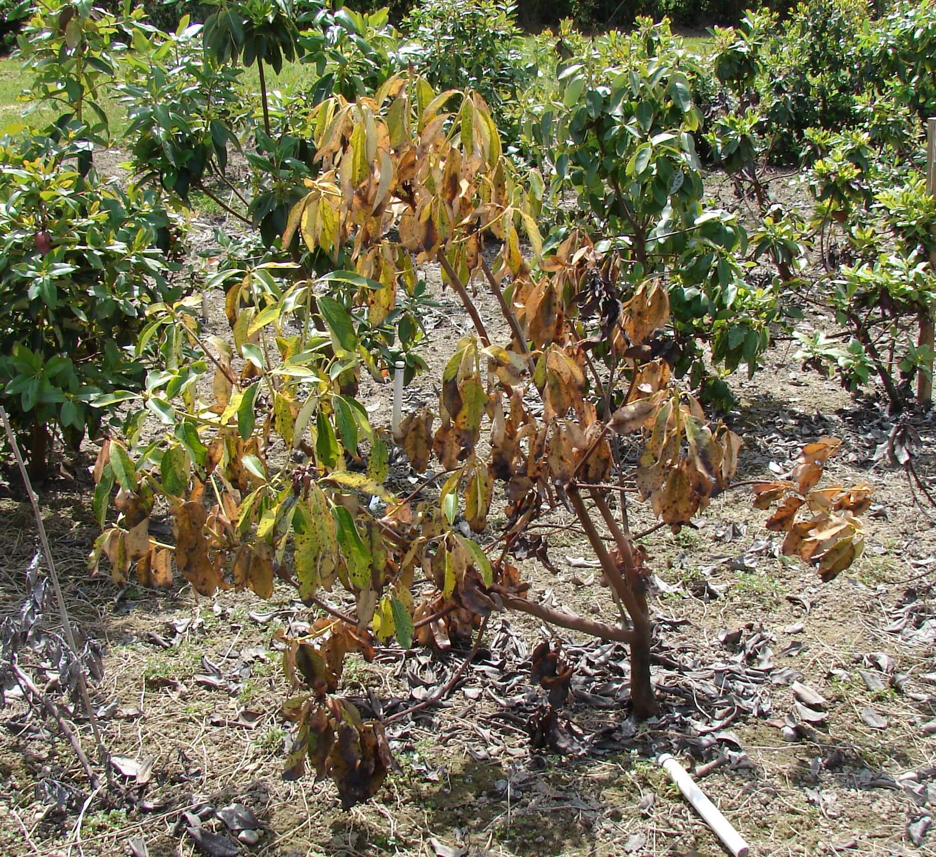 Gomose: Sintomas e Danos no Abacate